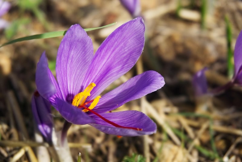 Saffron